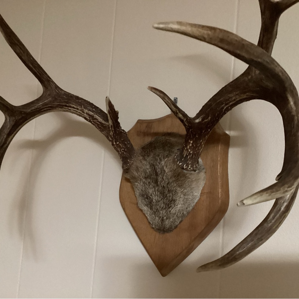 Vintage deer Antler Taxidermy Man Cave Cabin
